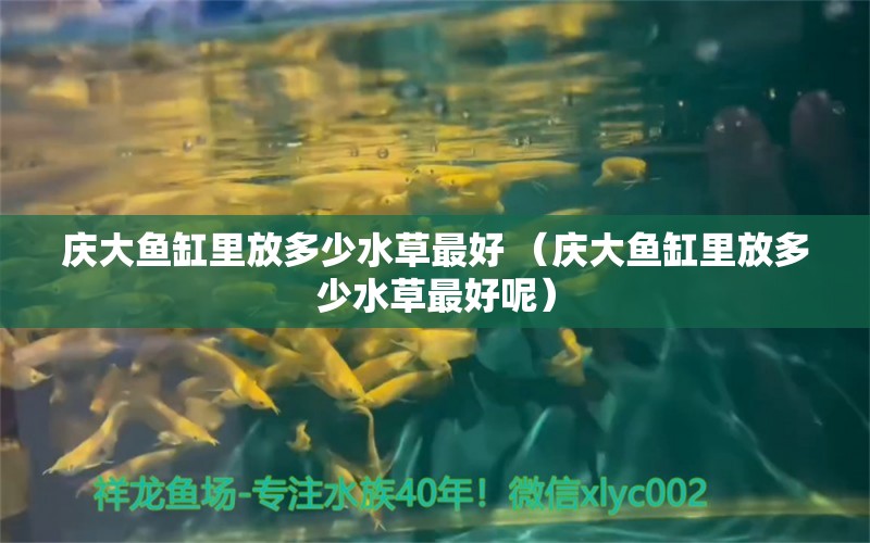 庆大鱼缸里放多少水草最好 （庆大鱼缸里放多少水草最好呢）