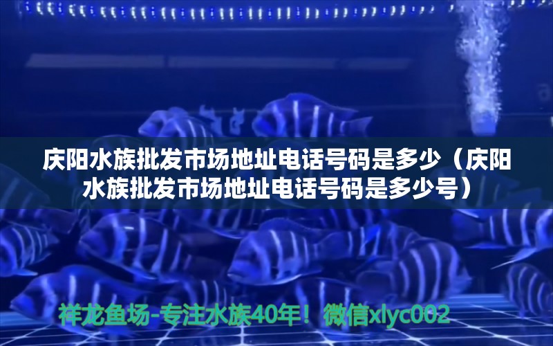 庆阳水族批发市场地址电话号码是多少（庆阳水族批发市场地址电话号码是多少号） 观赏鱼水族批发市场