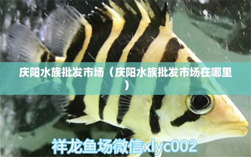 庆阳水族批发市场（庆阳水族批发市场在哪里）