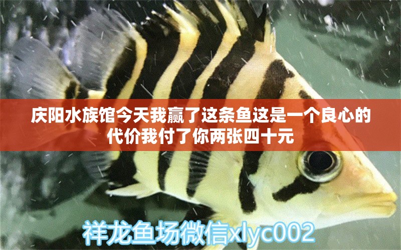 庆阳水族馆今天我赢了这条鱼这是一个良心的代价我付了你两张四十元 斑马鸭嘴鱼 第1张