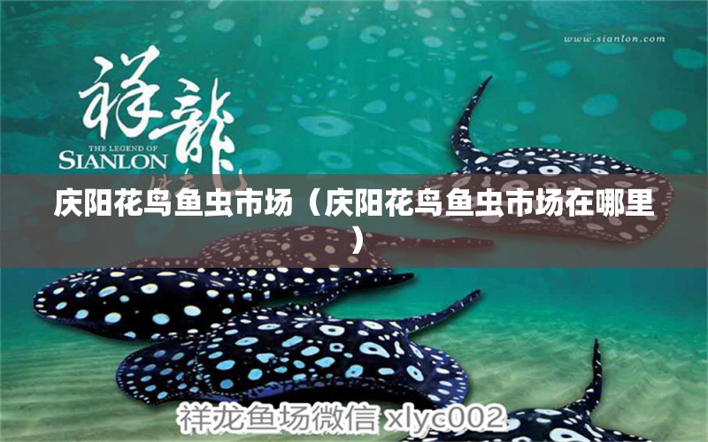 庆阳花鸟鱼虫市场（庆阳花鸟鱼虫市场在哪里） 观赏鱼水族批发市场