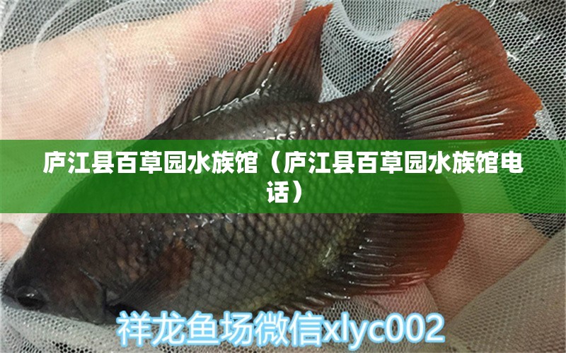 庐江县百草园水族馆（庐江县百草园水族馆电话）