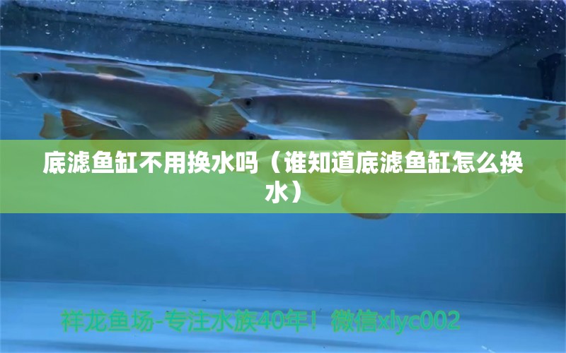 底滤鱼缸不用换水吗（谁知道底滤鱼缸怎么换水）