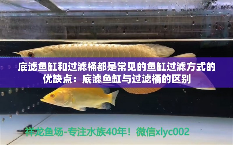 底滤鱼缸和过滤桶都是常见的鱼缸过滤方式的优缺点：底滤鱼缸与过滤桶的区别 鱼缸百科 第2张