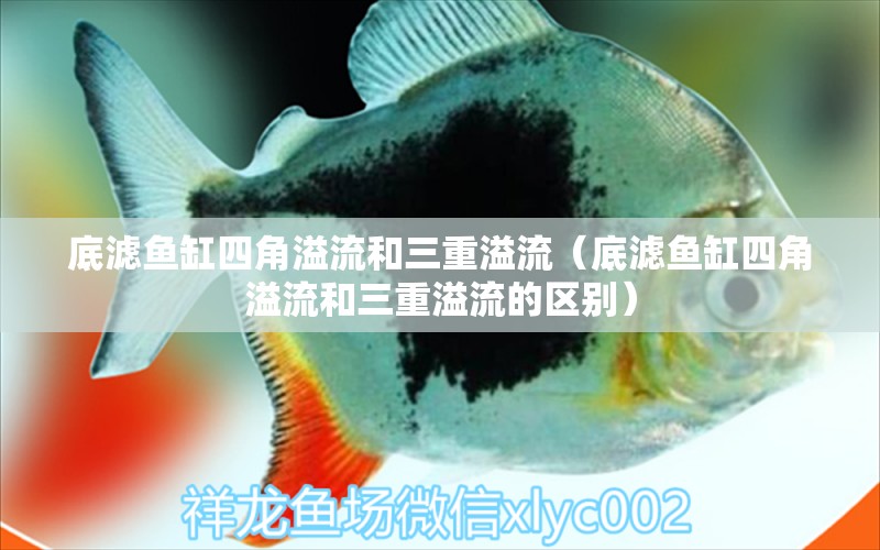 底滤鱼缸四角溢流和三重溢流（底滤鱼缸四角溢流和三重溢流的区别）