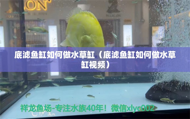 底滤鱼缸如何做水草缸（底滤鱼缸如何做水草缸视频）