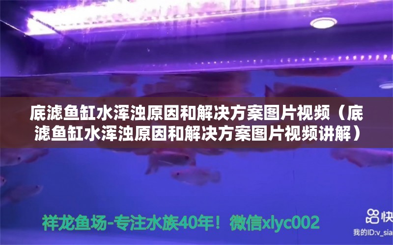 底滤鱼缸水浑浊原因和解决方案图片视频（底滤鱼缸水浑浊原因和解决方案图片视频讲解） 祥龙水族医院 第2张