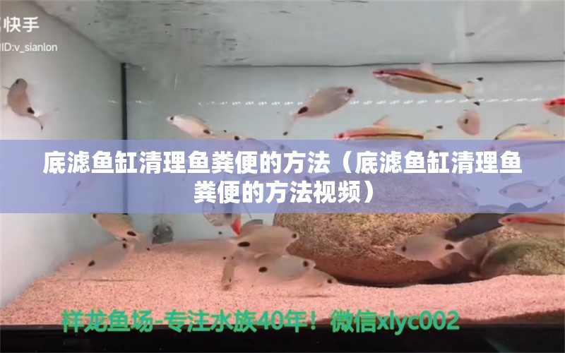 底滤鱼缸清理鱼粪便的方法（底滤鱼缸清理鱼粪便的方法视频）