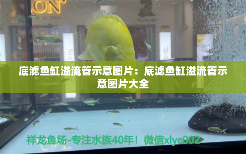 底滤鱼缸溢流管示意图片：底滤鱼缸溢流管示意图片大全