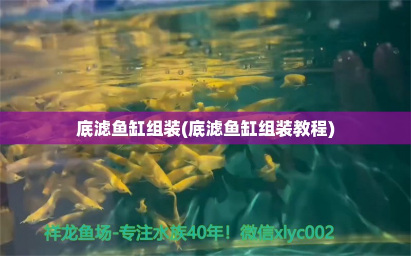 底滤鱼缸组装(底滤鱼缸组装教程)