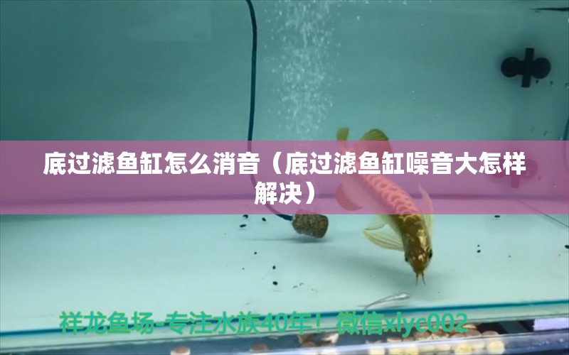 底过滤鱼缸怎么消音（底过滤鱼缸噪音大怎样解决） 祥龙水族医院