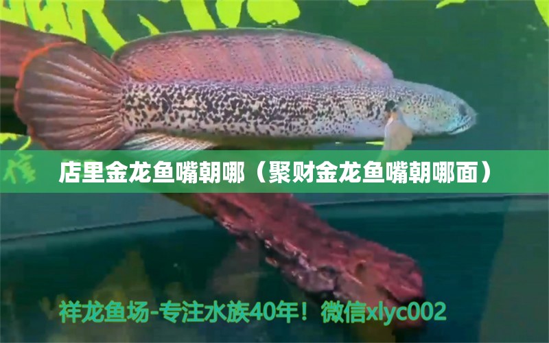 店里金龙鱼嘴朝哪（聚财金龙鱼嘴朝哪面） 祥龙水族医院