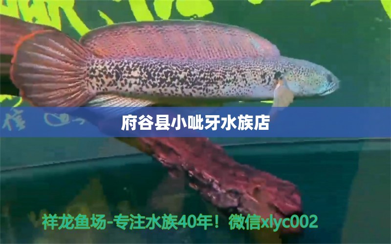 府谷县小呲牙水族店 全国水族馆企业名录