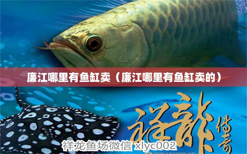 廉江哪里有鱼缸卖（廉江哪里有鱼缸卖的） 水族维护服务（上门）