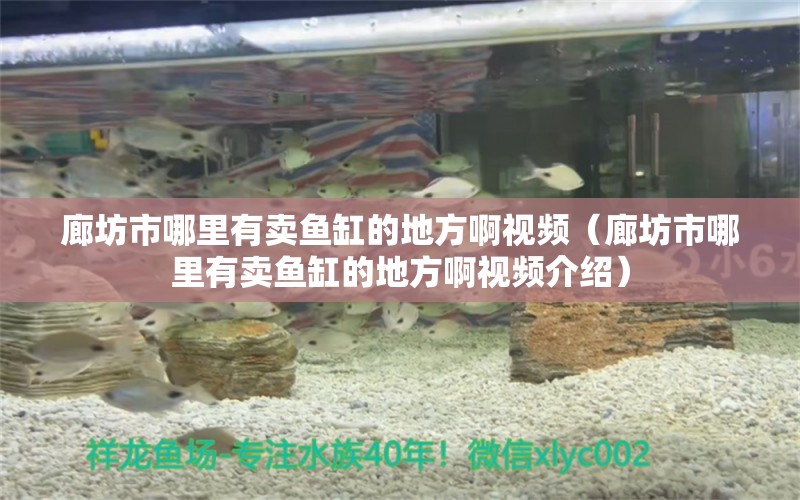 廊坊市哪里有卖鱼缸的地方啊视频（廊坊市哪里有卖鱼缸的地方啊视频介绍）