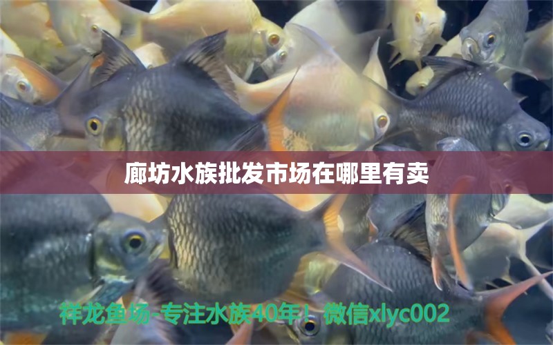 廊坊水族批发市场在哪里有卖 观赏鱼水族批发市场