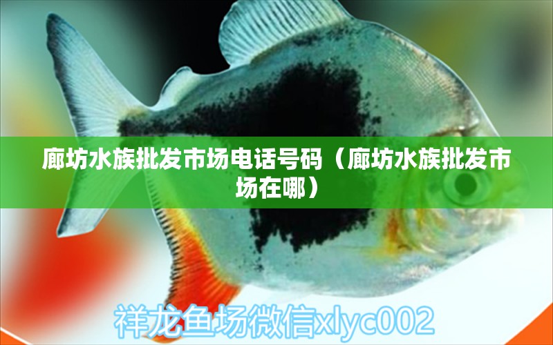 廊坊水族批发市场电话号码（廊坊水族批发市场在哪）