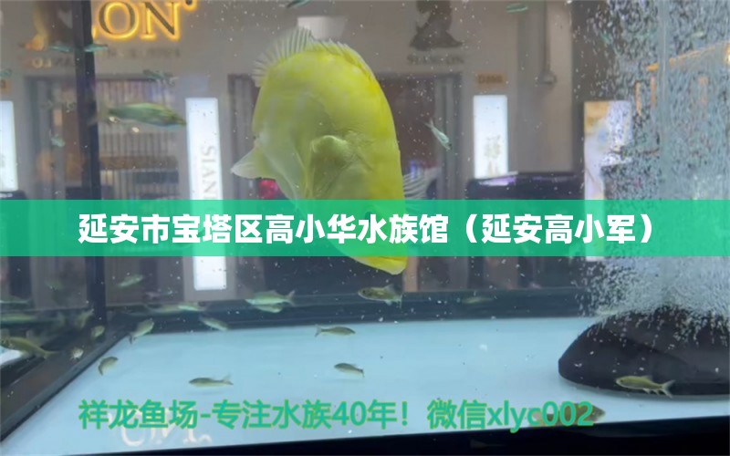 延安市宝塔区高小华水族馆（延安高小军） 全国水族馆企业名录