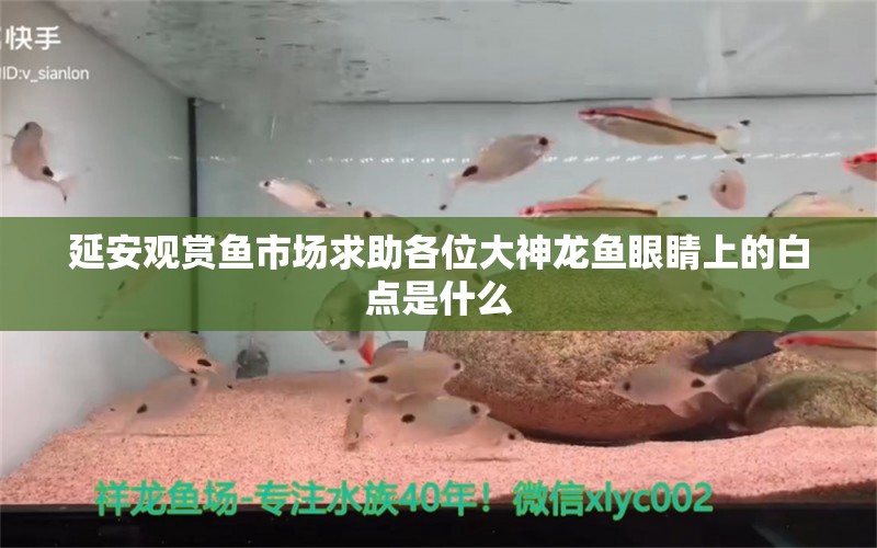 延安观赏鱼市场求助各位大神龙鱼眼睛上的白点是什么 观赏鱼市场（混养鱼） 第5张