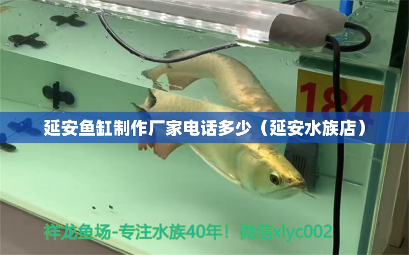 延安鱼缸制作厂家电话多少（延安水族店） 养鱼知识 第1张