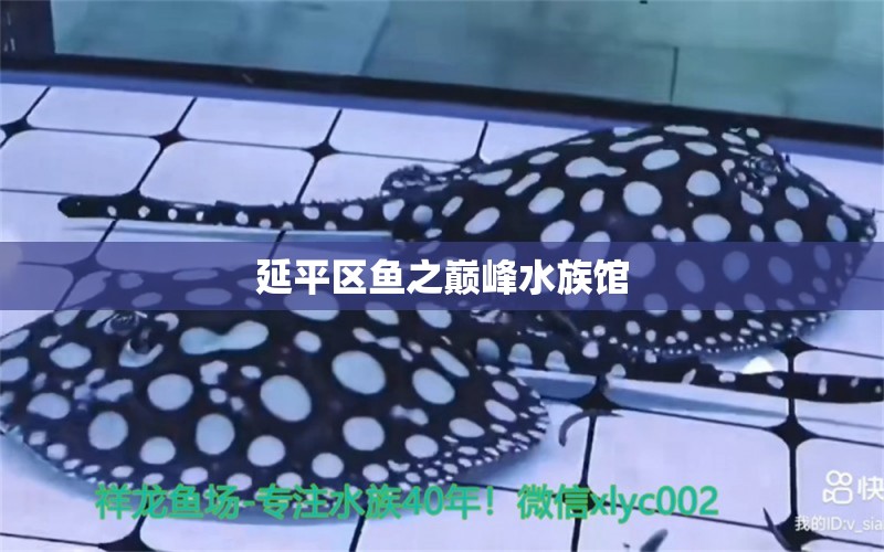 延平区鱼之巅峰水族馆