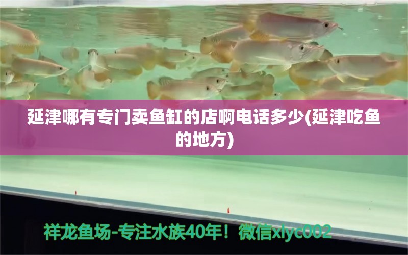 延津哪有专门卖鱼缸的店啊电话多少(延津吃鱼的地方) 龙鱼专用灯 第1张