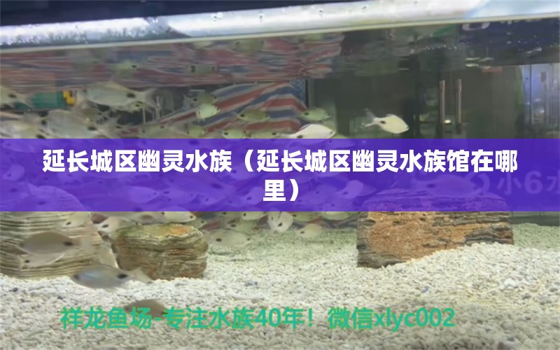 延长城区幽灵水族（延长城区幽灵水族馆在哪里） 全国水族馆企业名录