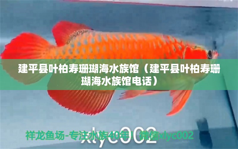 建平县叶柏寿珊瑚海水族馆（建平县叶柏寿珊瑚海水族馆电话）