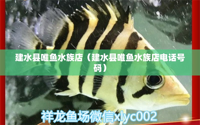 建水县唯鱼水族店（建水县唯鱼水族店电话号码） 全国水族馆企业名录