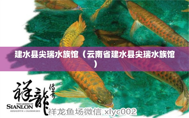 建水县尖瑞水族馆（云南省建水县尖瑞水族馆） 全国观赏鱼市场 第2张