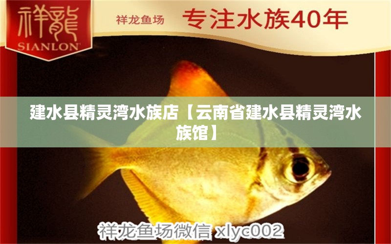 建水县精灵湾水族店【云南省建水县精灵湾水族馆】 全国观赏鱼市场 第2张