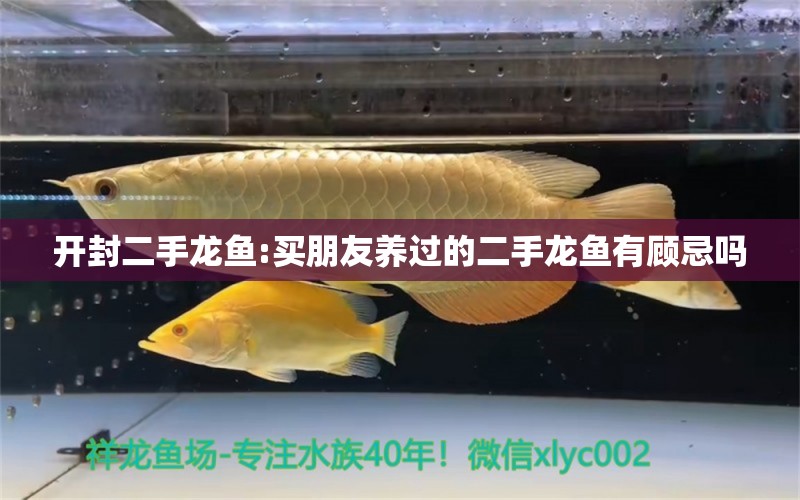 开封二手龙鱼:买朋友养过的二手龙鱼有顾忌吗