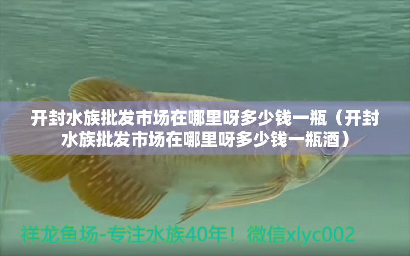 开封水族批发市场在哪里呀多少钱一瓶（开封水族批发市场在哪里呀多少钱一瓶酒）