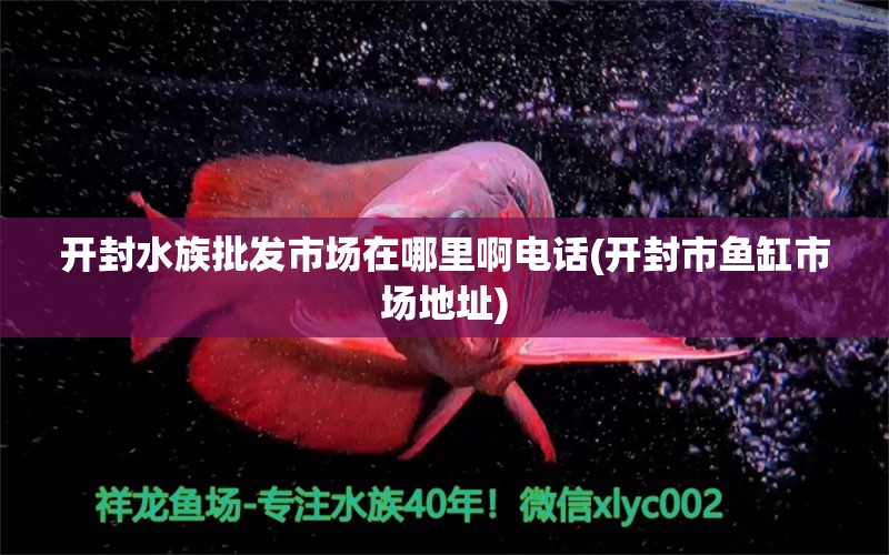 开封水族批发市场在哪里啊电话(开封市鱼缸市场地址) 观赏鱼水族批发市场