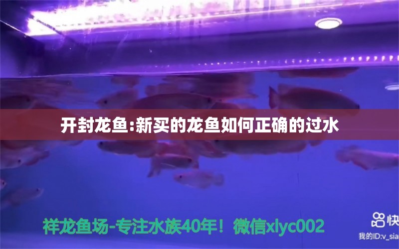 开封龙鱼:新买的龙鱼如何正确的过水