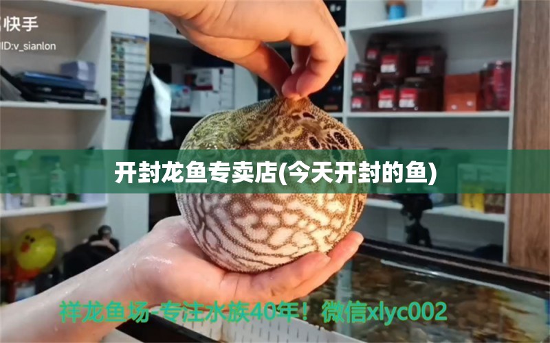 开封龙鱼专卖店(今天开封的鱼)