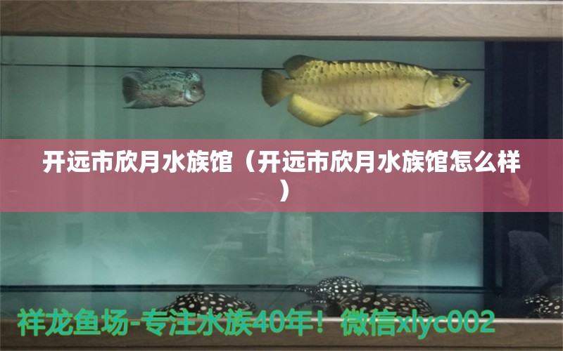 开远市欣月水族馆（开远市欣月水族馆怎么样）