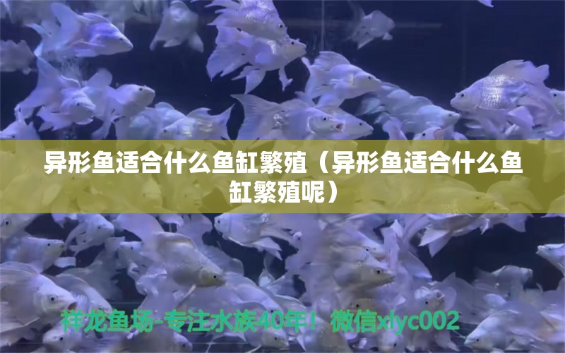 异形鱼适合什么鱼缸繁殖（异形鱼适合什么鱼缸繁殖呢） 财神鹦鹉鱼