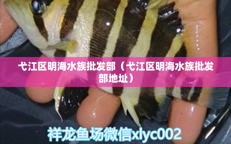 弋江区明海水族批发部（弋江区明海水族批发部地址） 全国水族馆企业名录