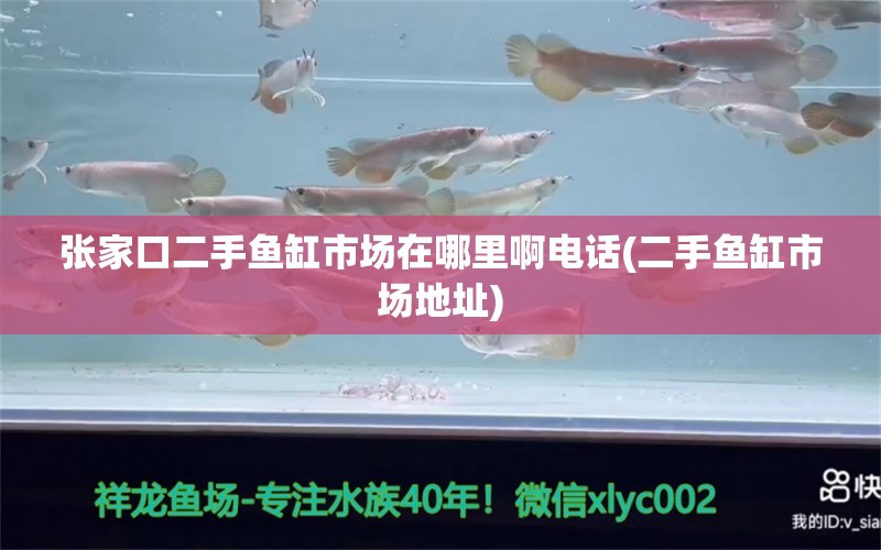 张家口二手鱼缸市场在哪里啊电话(二手鱼缸市场地址) 白子黑帝王魟鱼 第1张