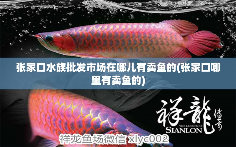 张家口水族批发市场在哪儿有卖鱼的(张家口哪里有卖鱼的) 观赏鱼水族批发市场