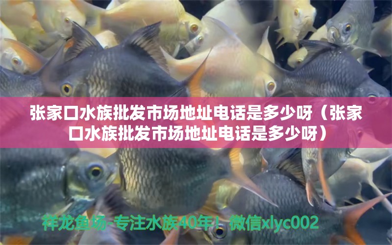 张家口水族批发市场地址电话是多少呀（张家口水族批发市场地址电话是多少呀） 观赏鱼水族批发市场