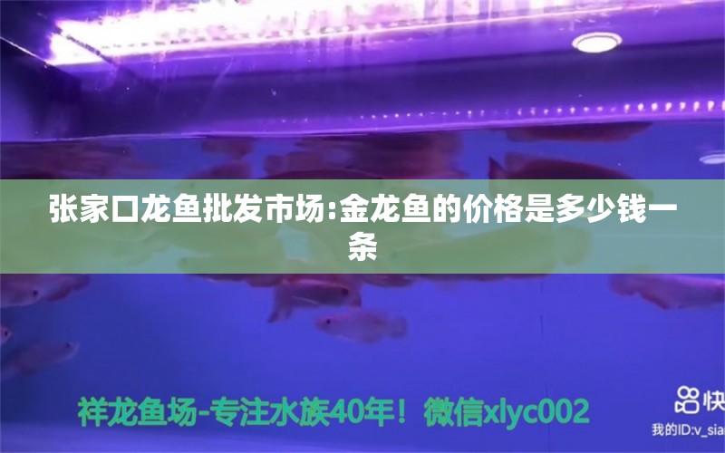 张家口龙鱼批发市场:金龙鱼的价格是多少钱一条