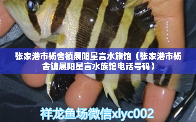 张家港市杨舍镇晨阳星言水族馆（张家港市杨舍镇晨阳星言水族馆电话号码） 全国水族馆企业名录