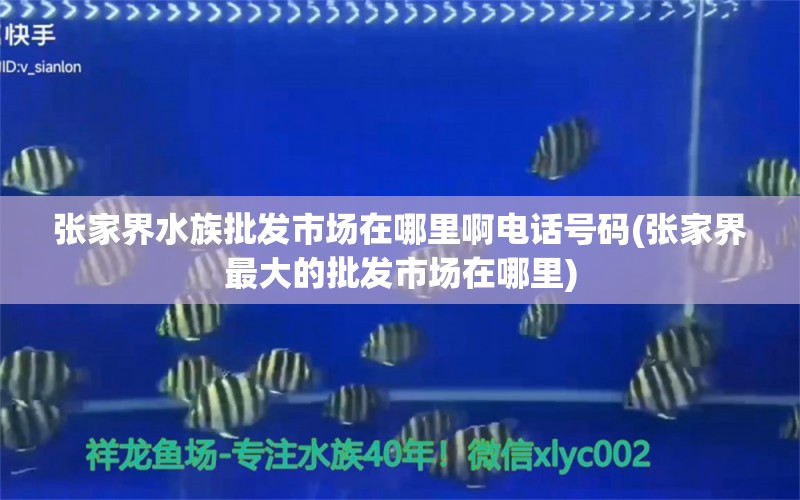 张家界水族批发市场在哪里啊电话号码(张家界最大的批发市场在哪里) 观赏鱼水族批发市场