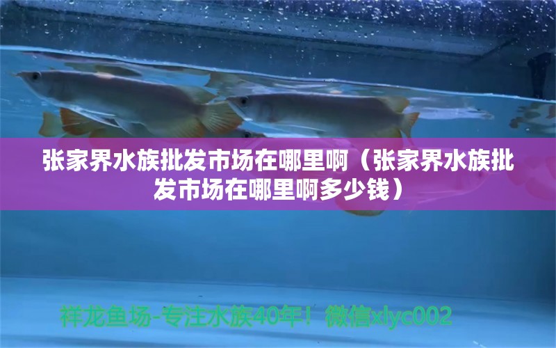 张家界水族批发市场在哪里啊（张家界水族批发市场在哪里啊多少钱）