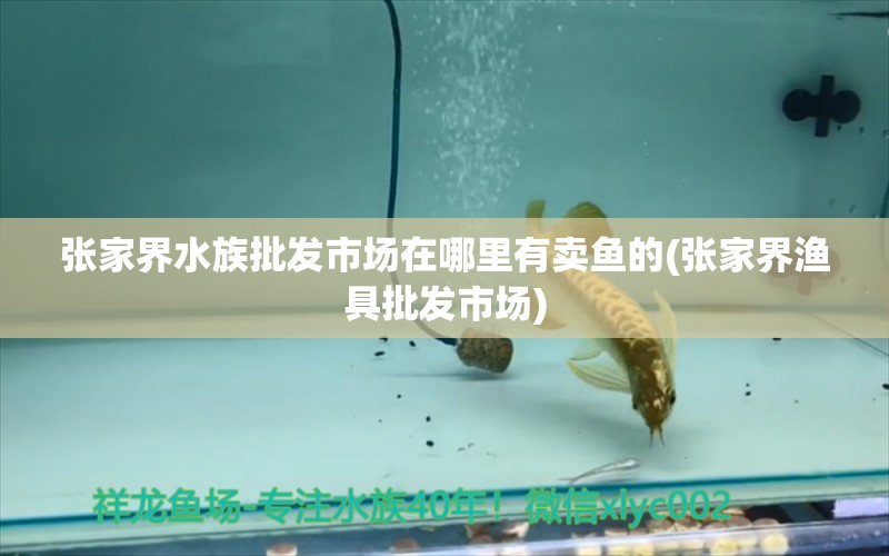 张家界水族批发市场在哪里有卖鱼的(张家界渔具批发市场) 观赏鱼水族批发市场