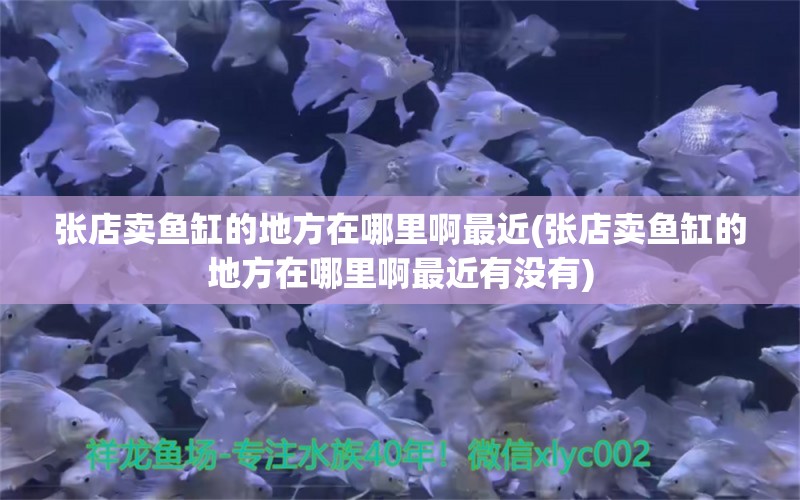 张店卖鱼缸的地方在哪里啊最近(张店卖鱼缸的地方在哪里啊最近有没有)