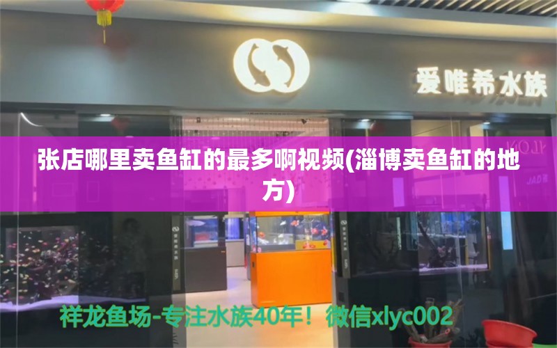 张店哪里卖鱼缸的最多啊视频(淄博卖鱼缸的地方) 黄吉金龙（白子金龙鱼） 第1张