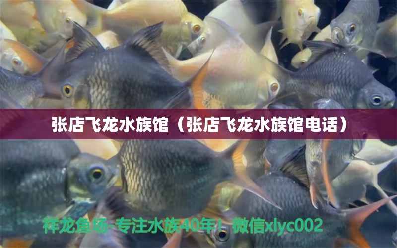 张店飞龙水族馆（张店飞龙水族馆电话） 全国水族馆企业名录